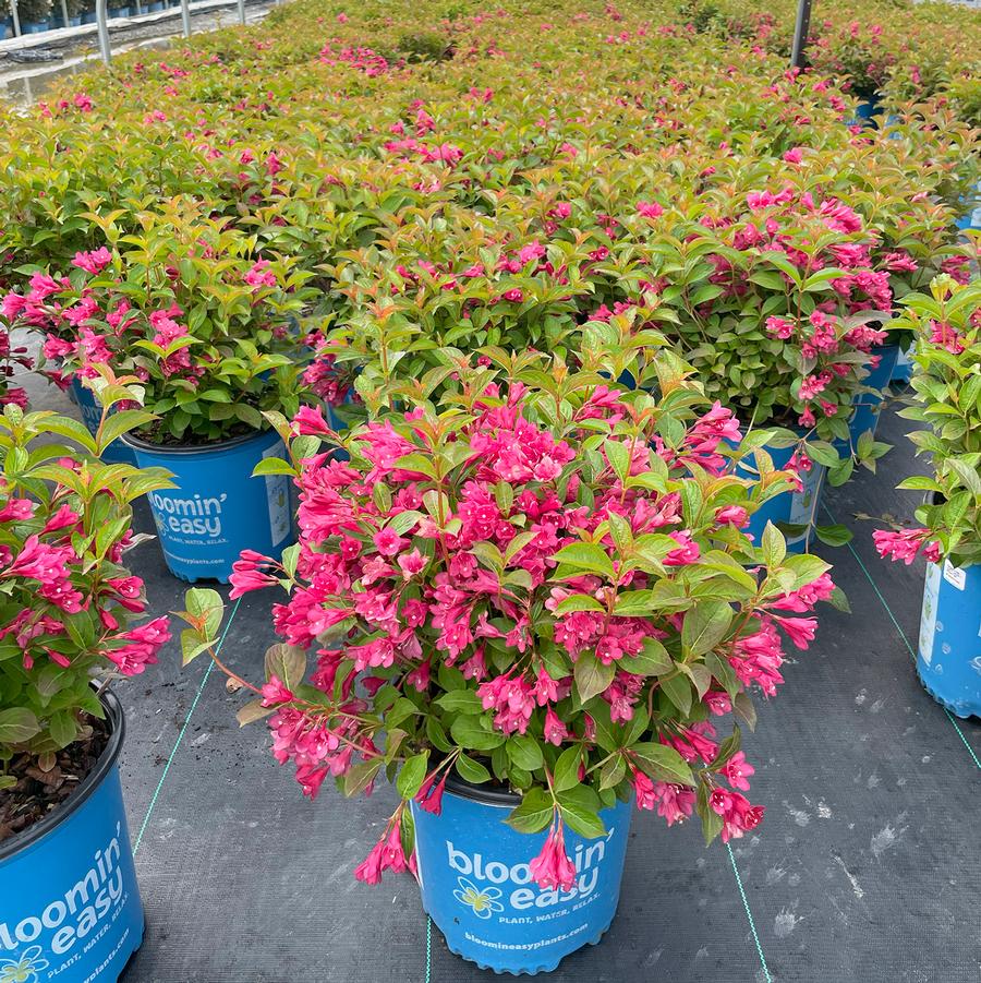 Weigela Date Night™ Strobe
