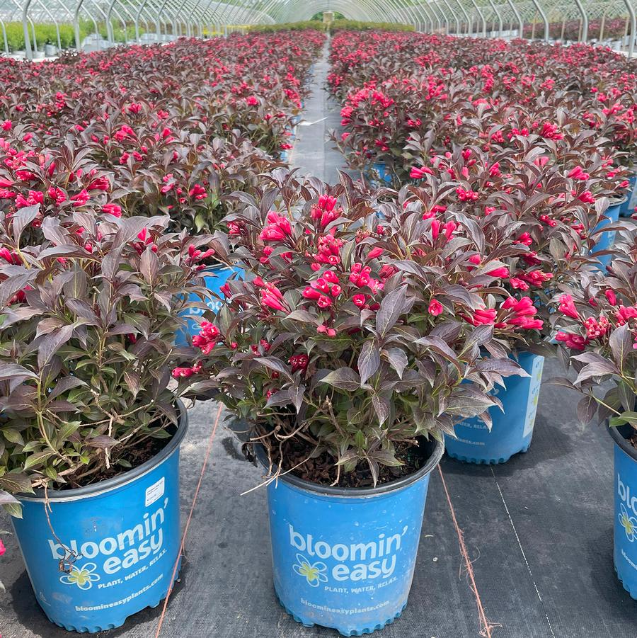 Weigela Date Night™ Electric Love®