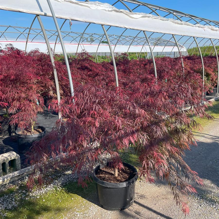 Acer palmatum var. dissectum Tamukeyama