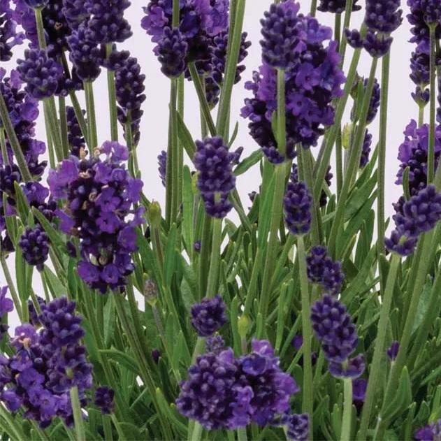 Lavandula angustifolia La Diva Eternal Elegance
