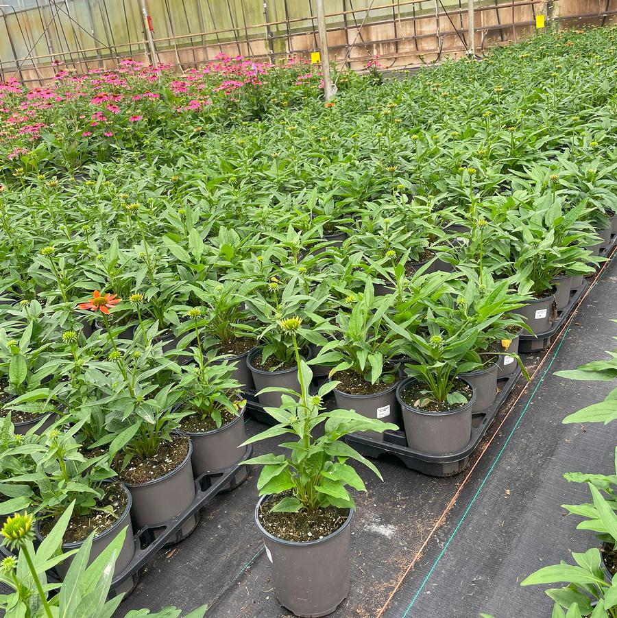 Echinacea Artisan™ Soft Orange