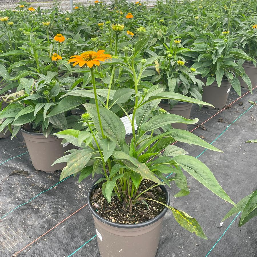 Echinacea Artisan™ Yellow Ombre