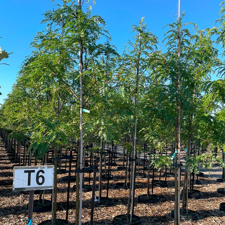 Gleditsia triacanthos var. inermis Imperial®