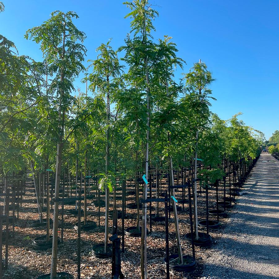 Gleditsia triacanthos var. inermis Skyline®