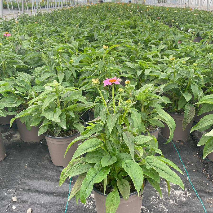 Echinacea purpurea PowWow Wild Berry
