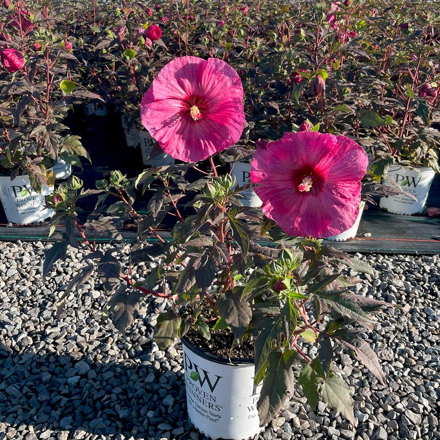 Hibiscus Summerific® Berry Awesome