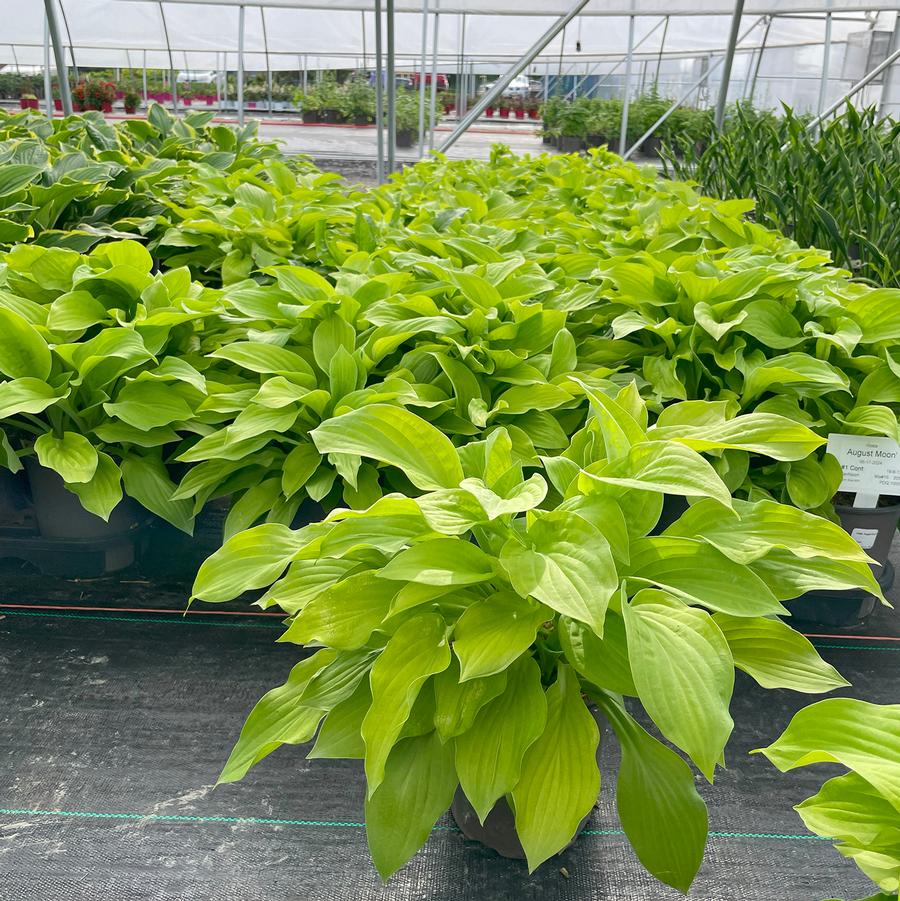 Hosta August Moon