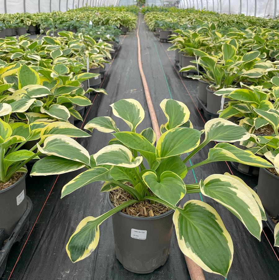 Hosta Brim Cup
