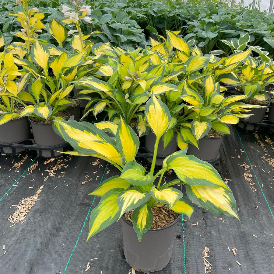 Hosta Forbidden Fruit