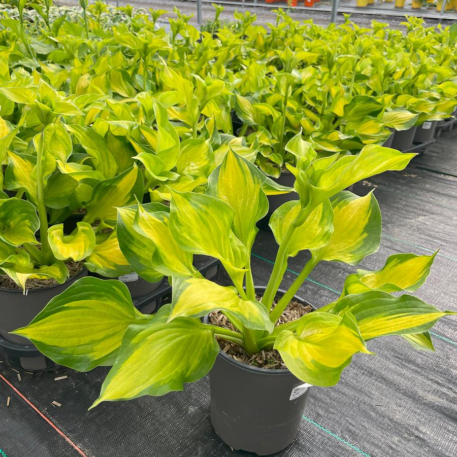Hosta Lakeside Banana Bay