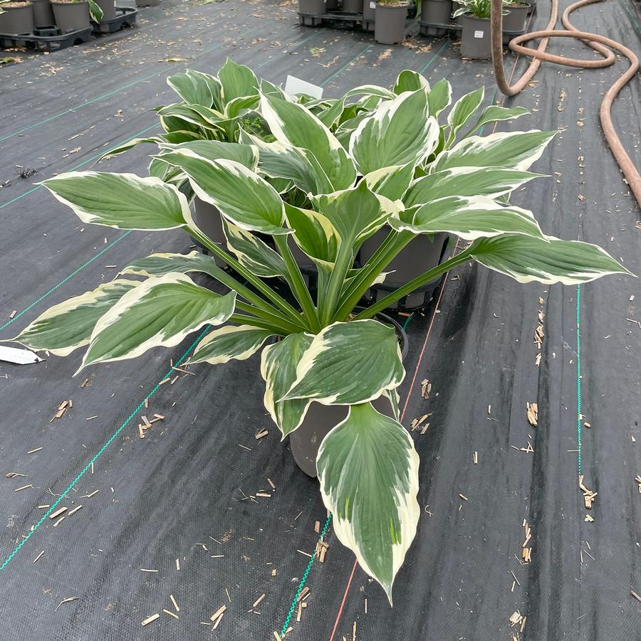 Hosta Patriot