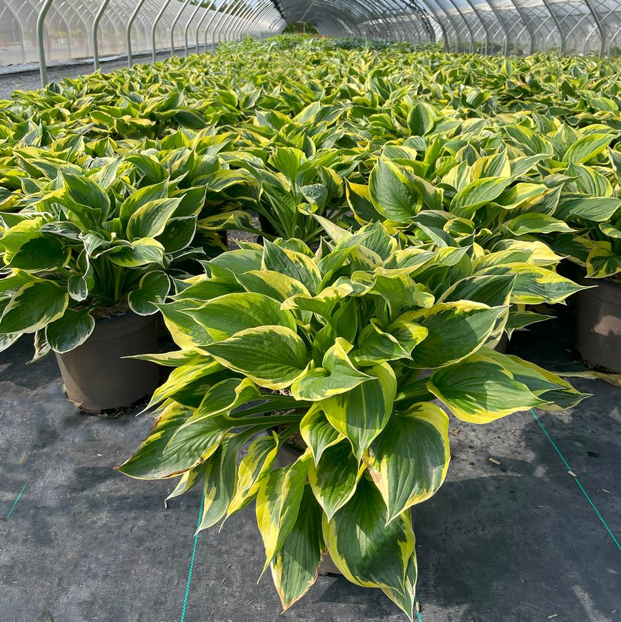 Hosta Twilight