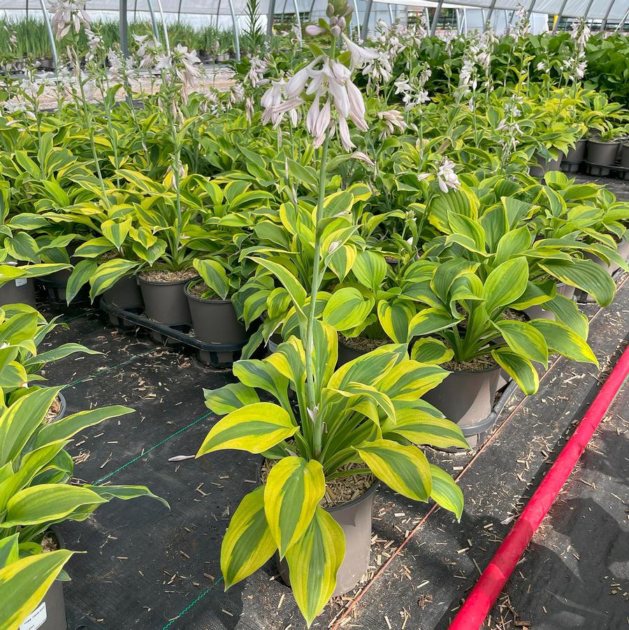 Hosta Velvet Moon