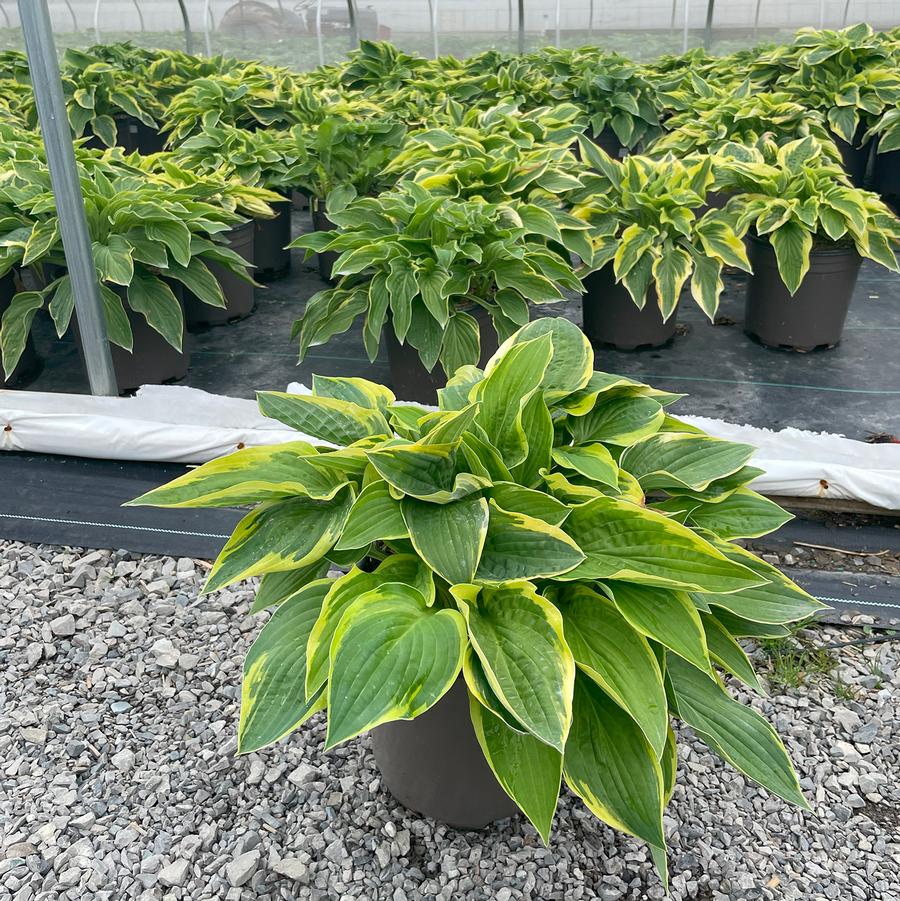 Hosta Wide Brim
