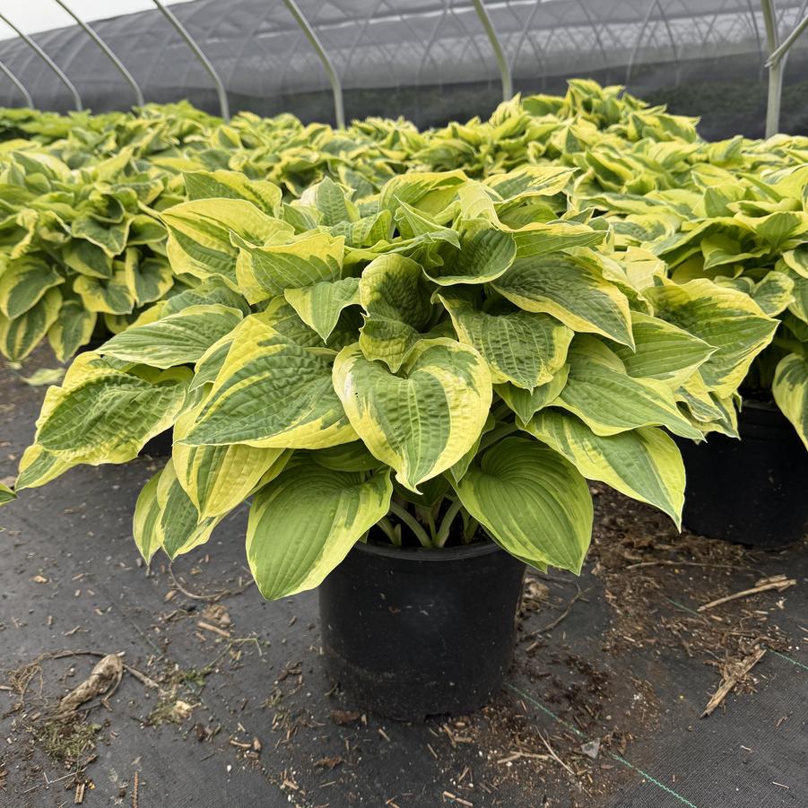 Hosta Wide Brim