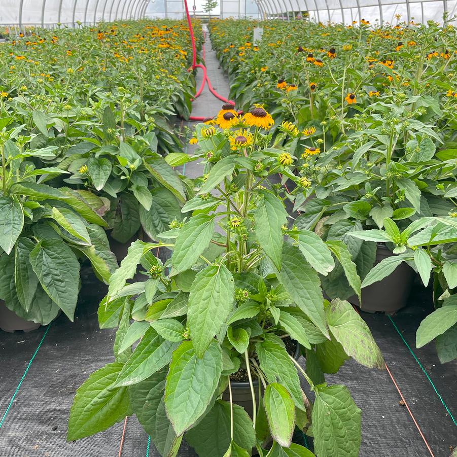 Rudbeckia fulgida Goldsturm