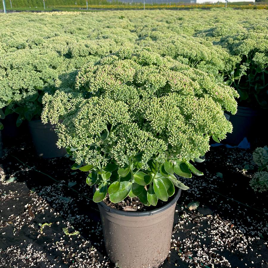 Sedum spectabile Autumn Joy