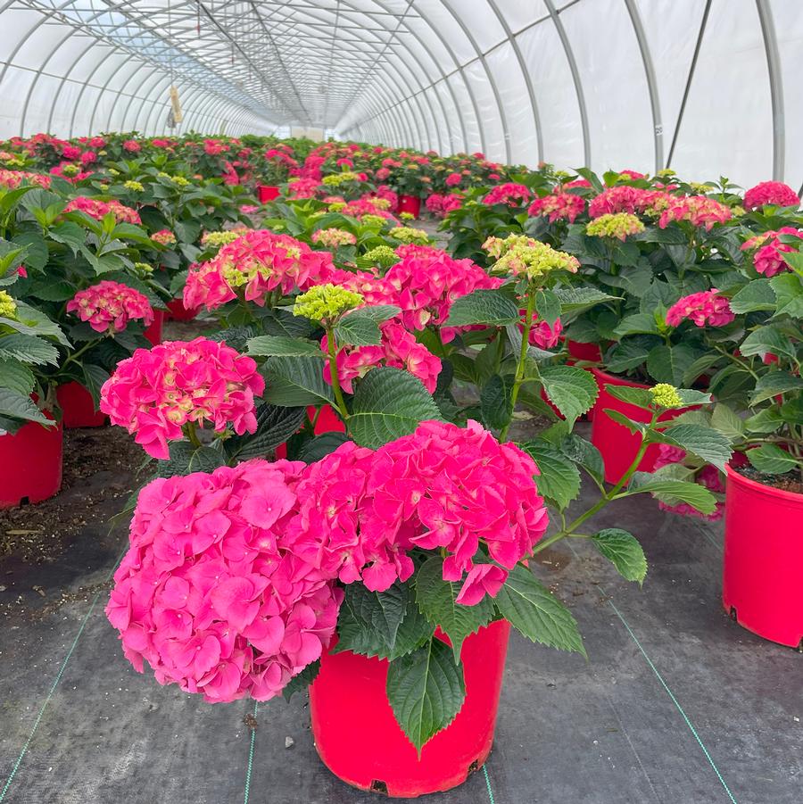 Hydrangea macrophylla Magical® Garnet
