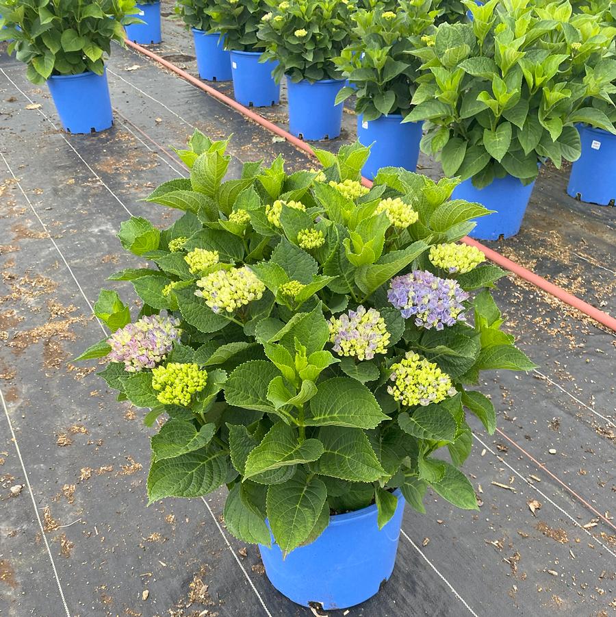Hydrangea macrophylla Magical® Revolution