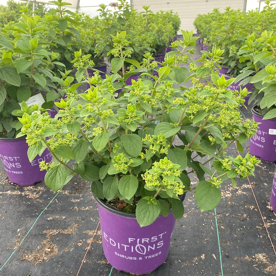 Hydrangea paniculata Little Hottie®