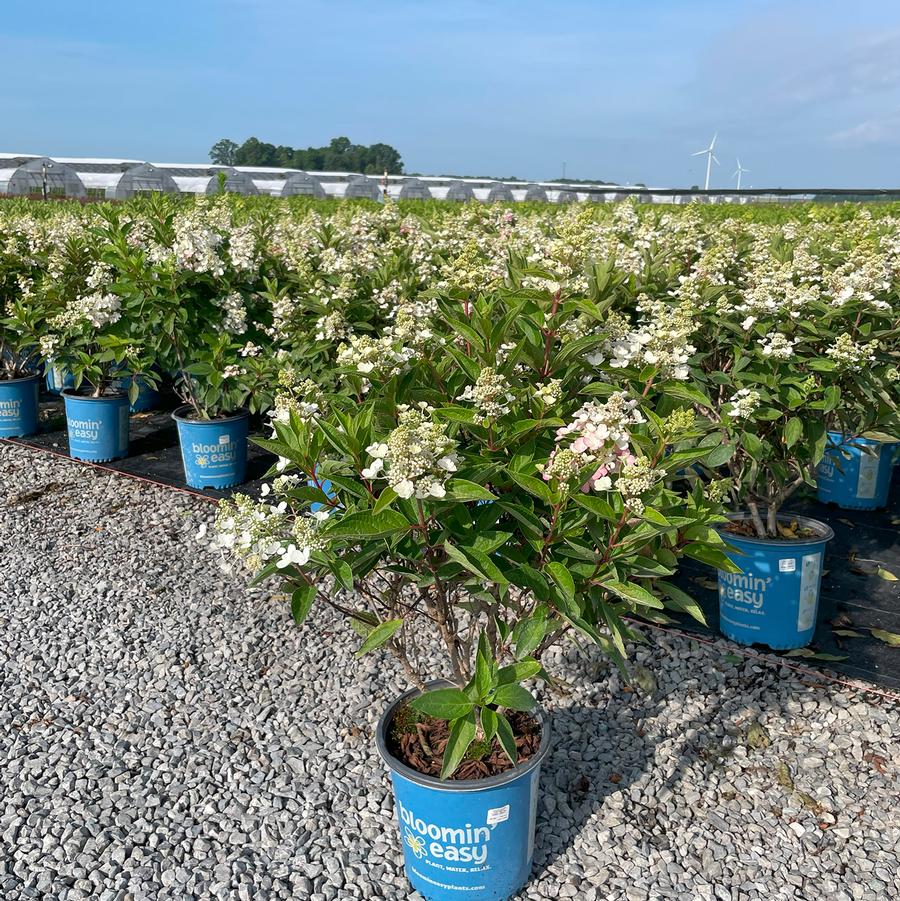 Hydrangea paniculata Flare™