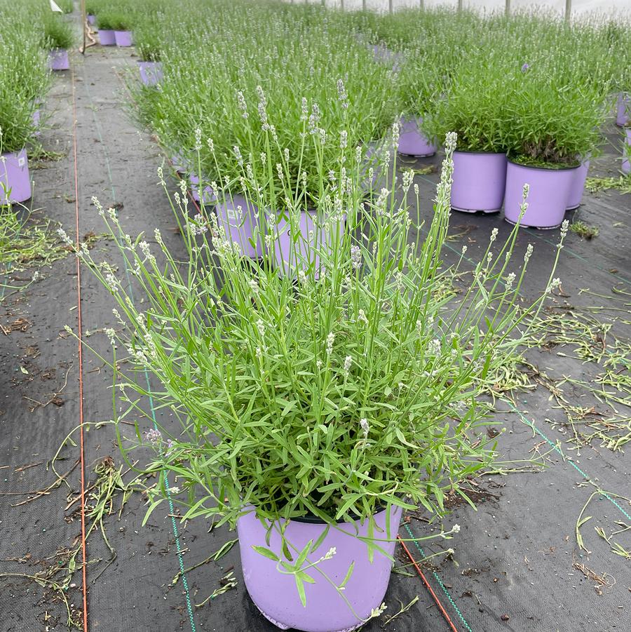 Lavandula angustifolia Munstead