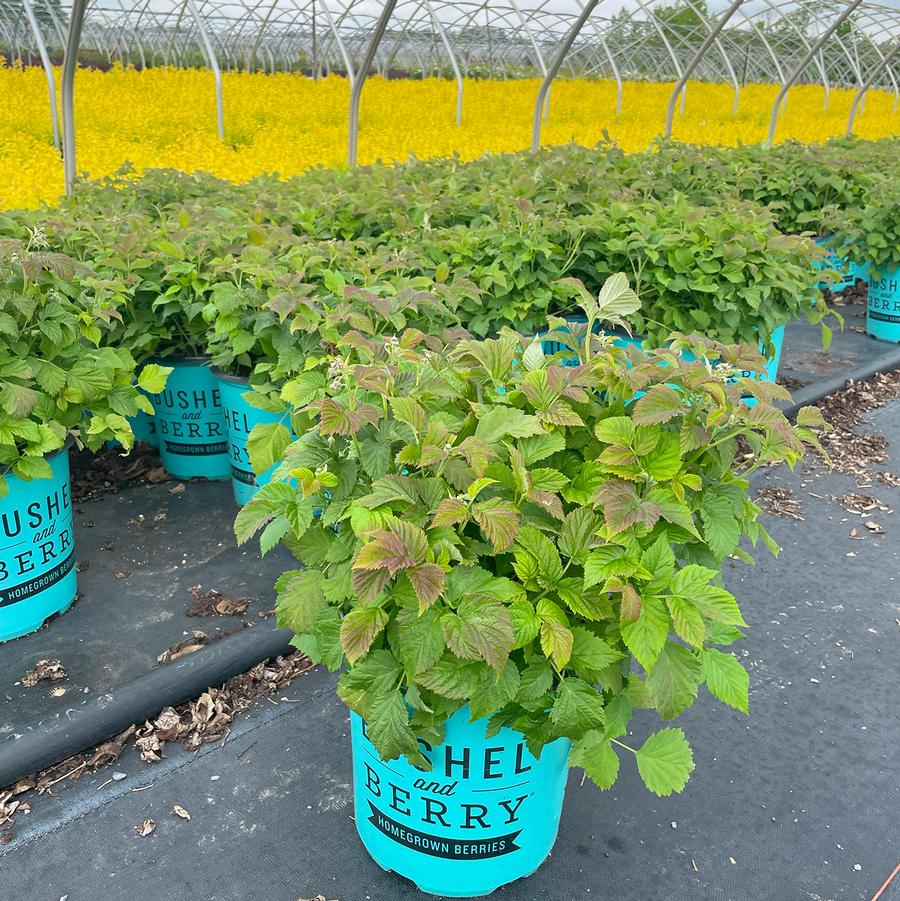 Rubus Bushel and Berry® Raspberry Shortcake®