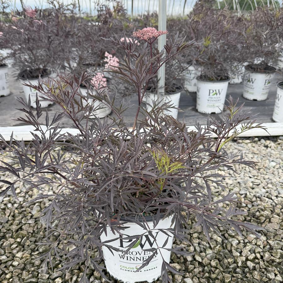 Sambucus nigra Black Lace®