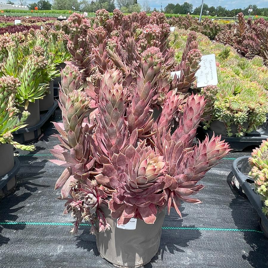 Sempervivum Purple Beauty