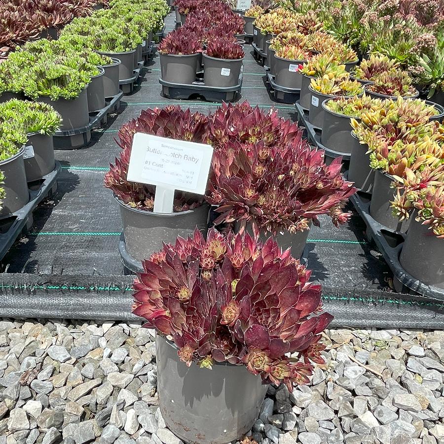 Sempervivum Chick Charms® Butterscotch Baby™