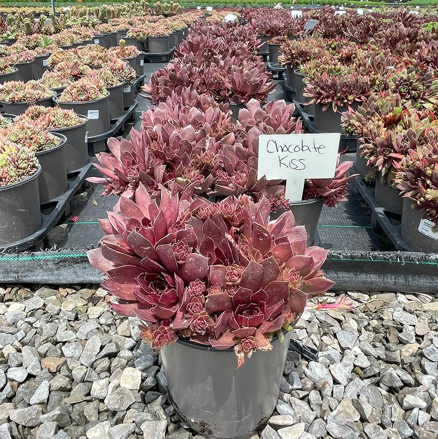 Sempervivum Chick Charms® Chocolate Kiss™