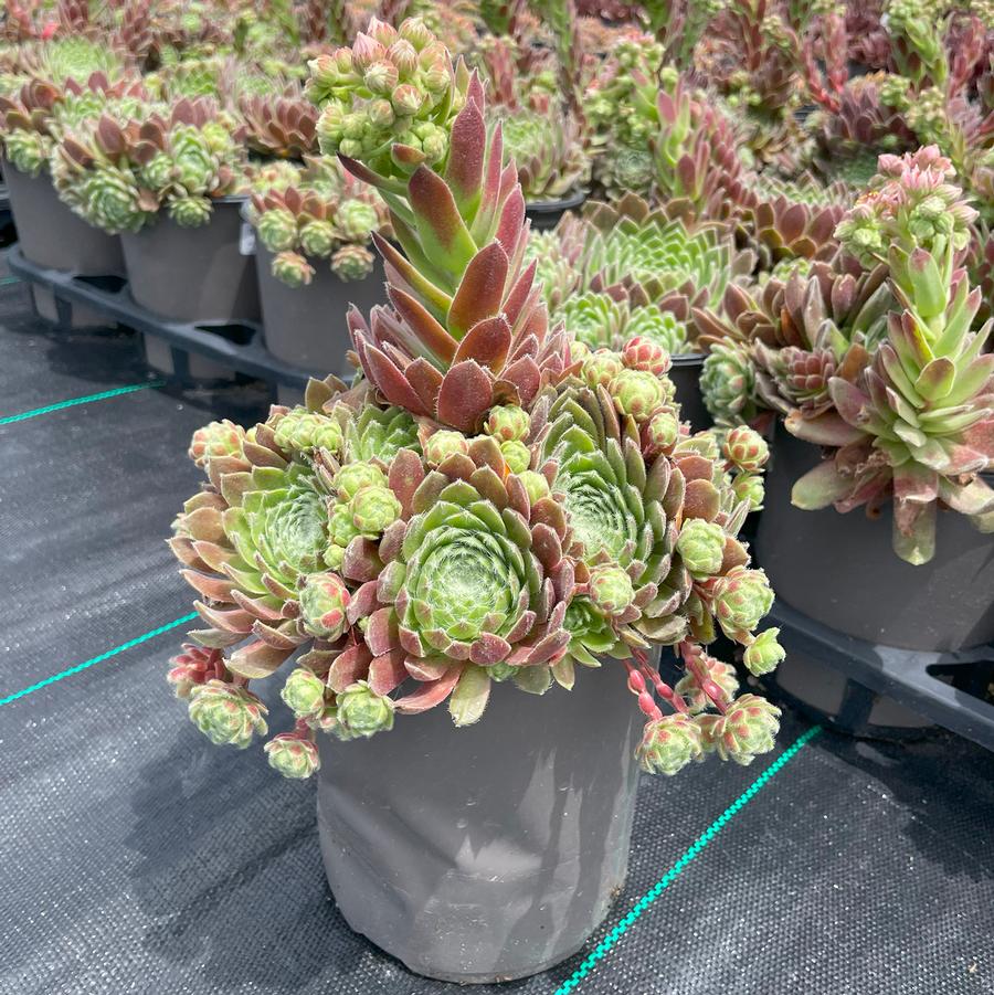 Sempervivum Chick Charms® Powdered Pastry™