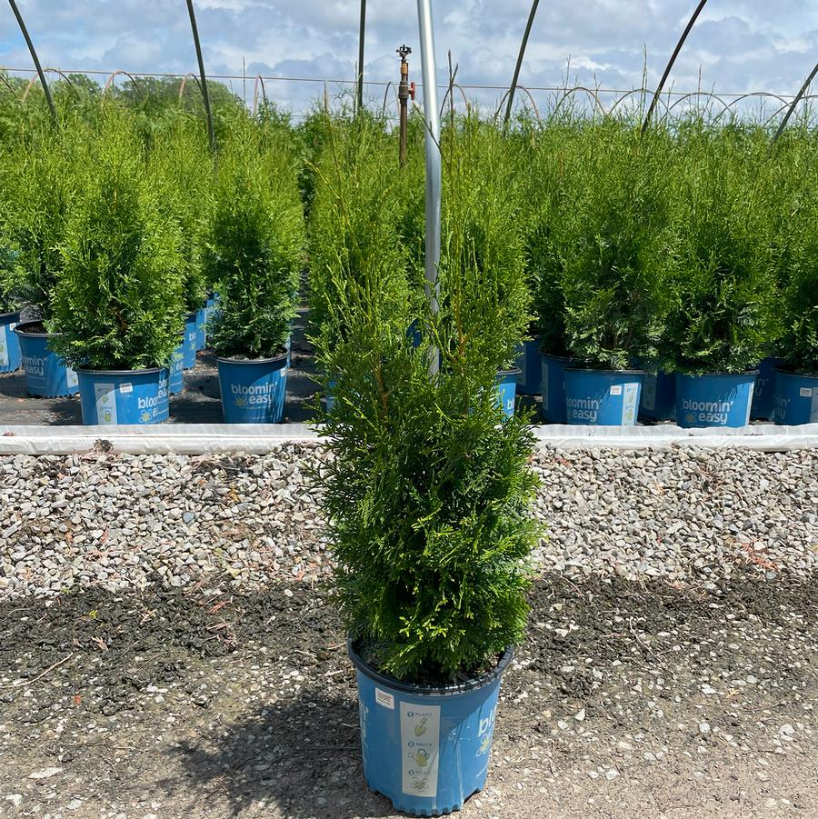 Thuja occidentalis Private Jet™