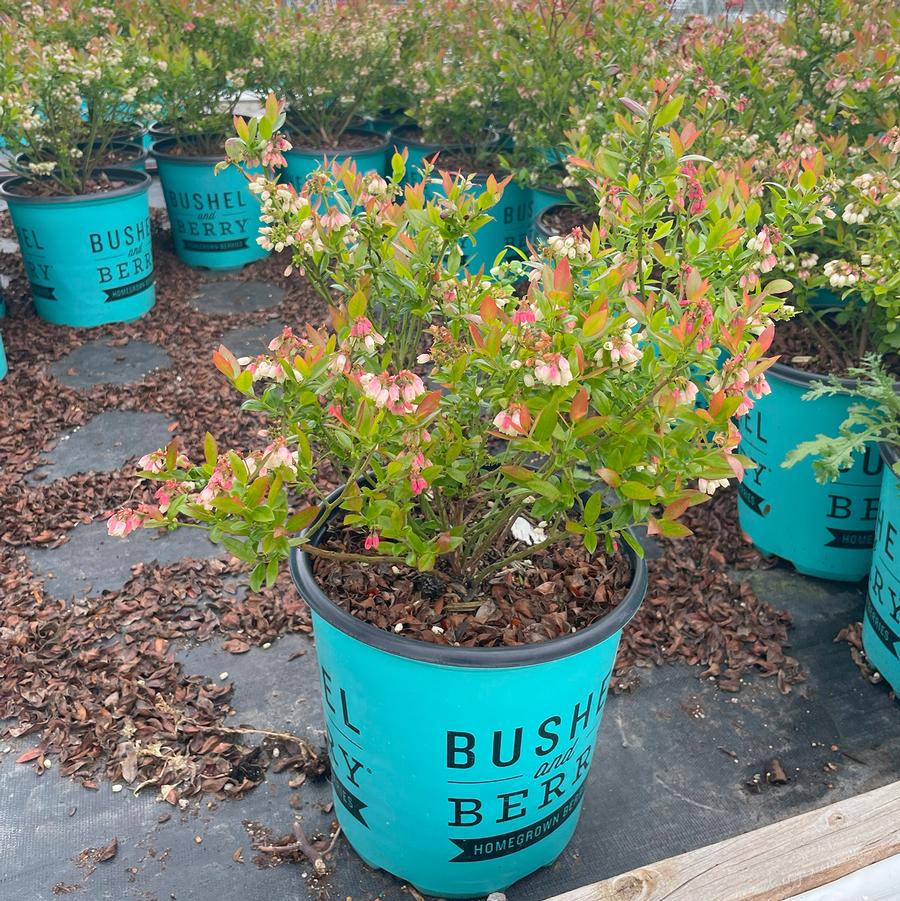 Vaccinium Bushel and Berry® BerryBux™