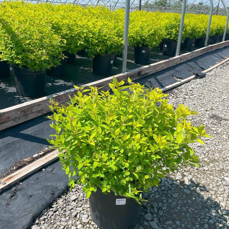 Spiraea japonica Gold Mound