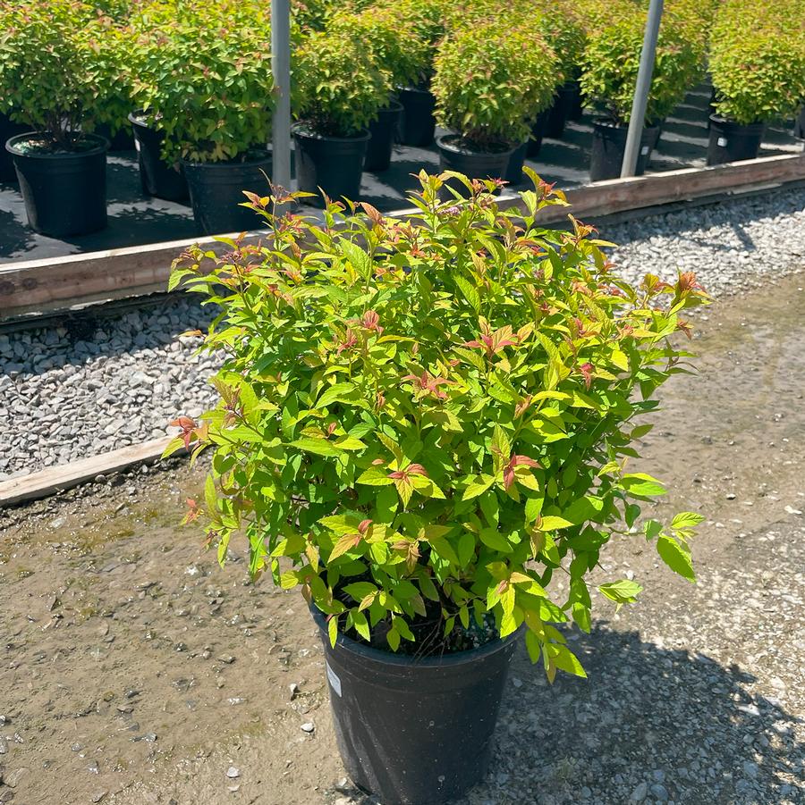 Spiraea x bumalda Goldflame