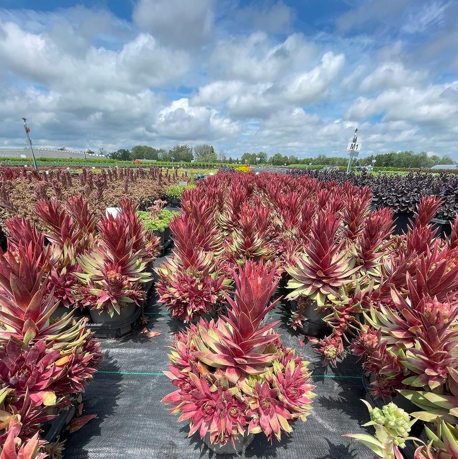 Sempervivum Supersemp® Emerald