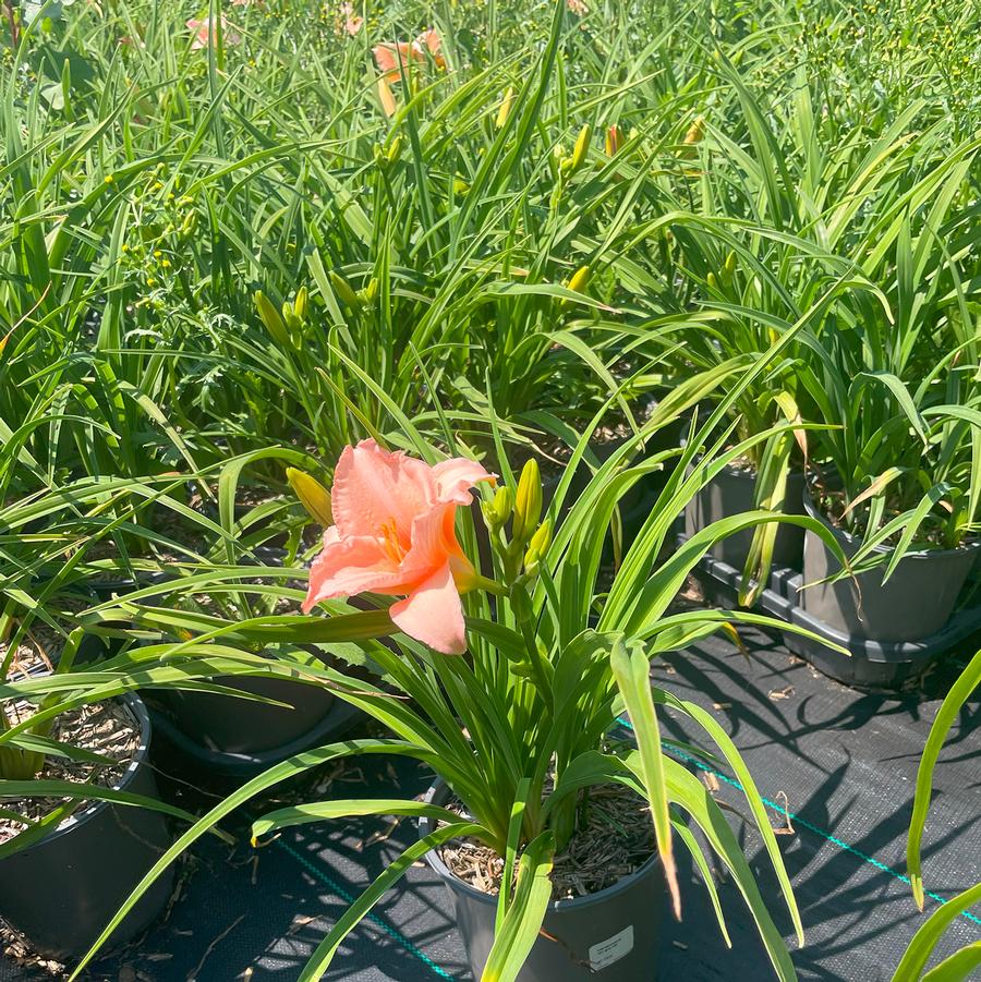 Hemerocallis On and On