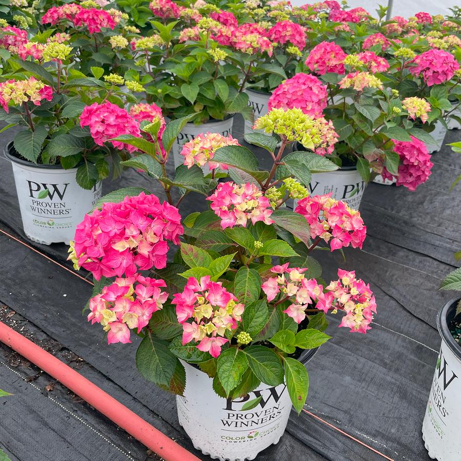 Hydrangea macrophylla Let's Dance Lovable®