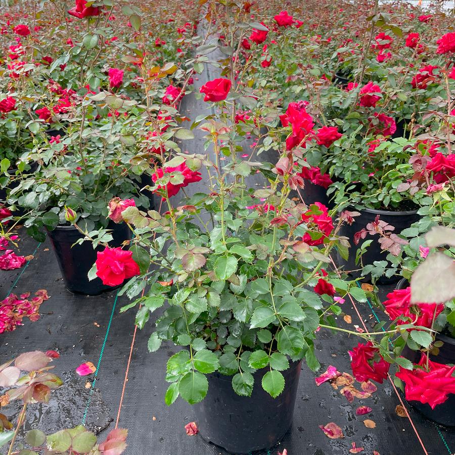 Rosa 49th Parallel Collection Canadian Shield®