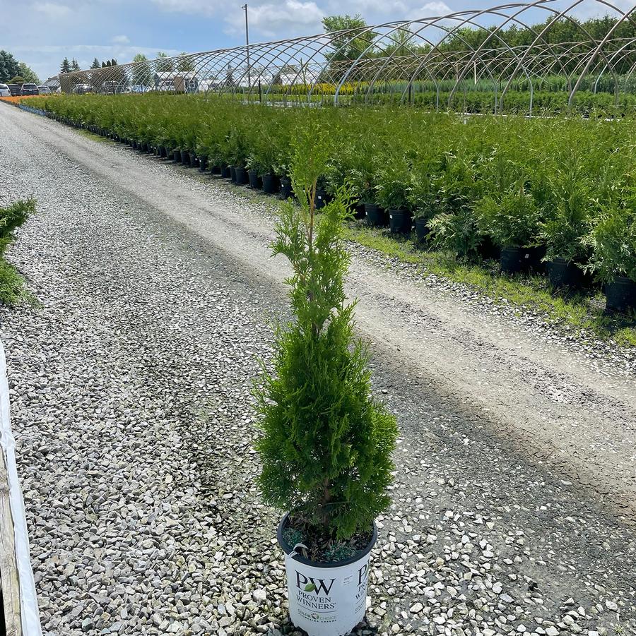 Thuja occidentalis North Pole®