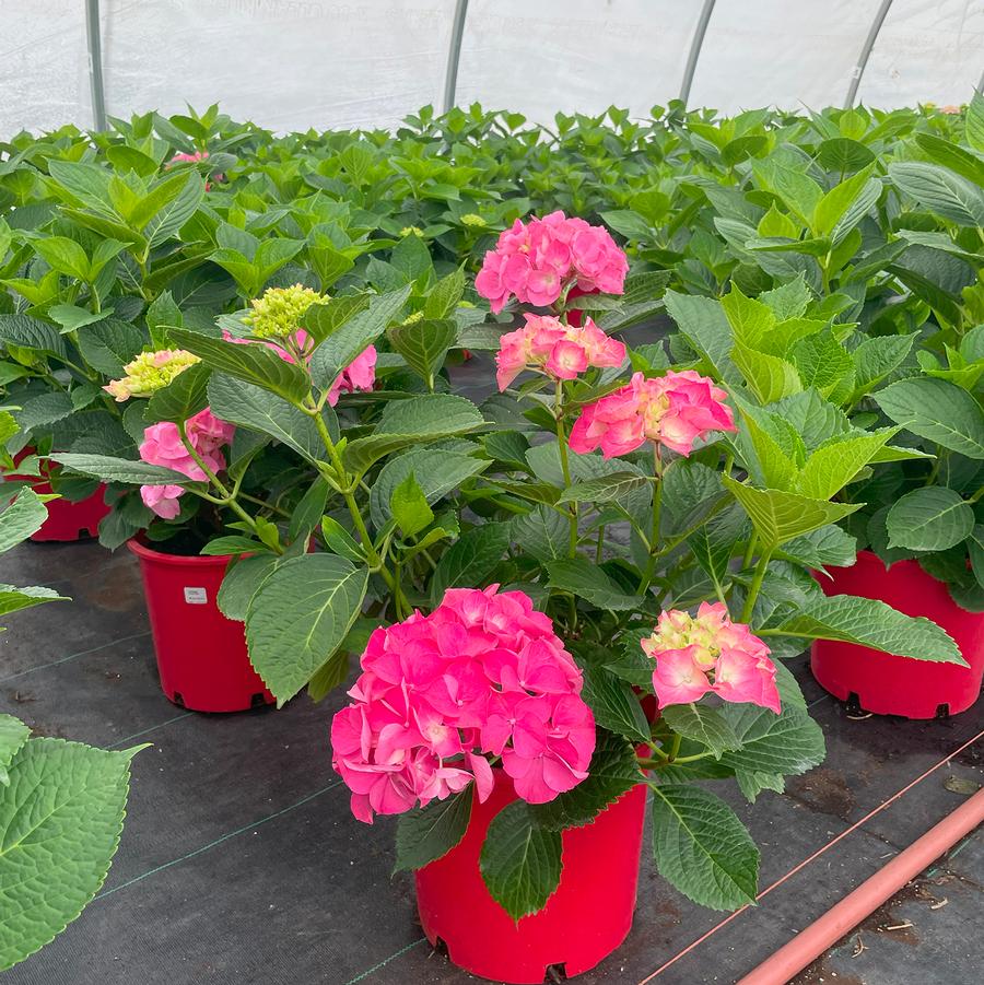 Hydrangea macrophylla Aurora Red