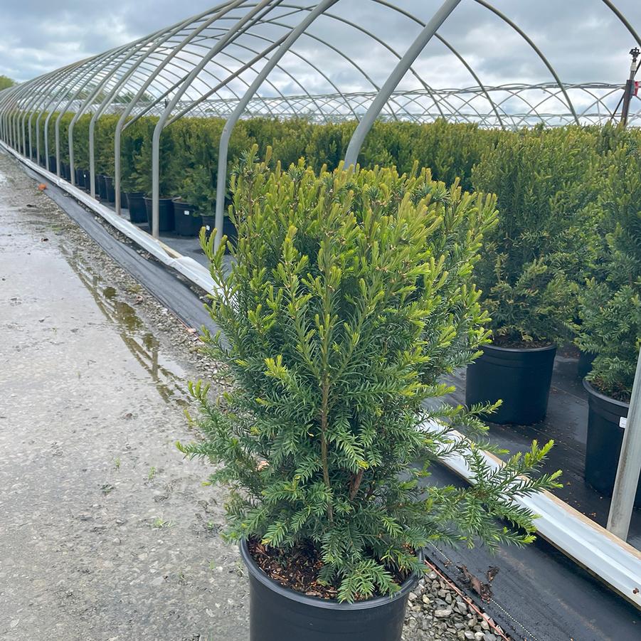 Taxus x media Rising Star®