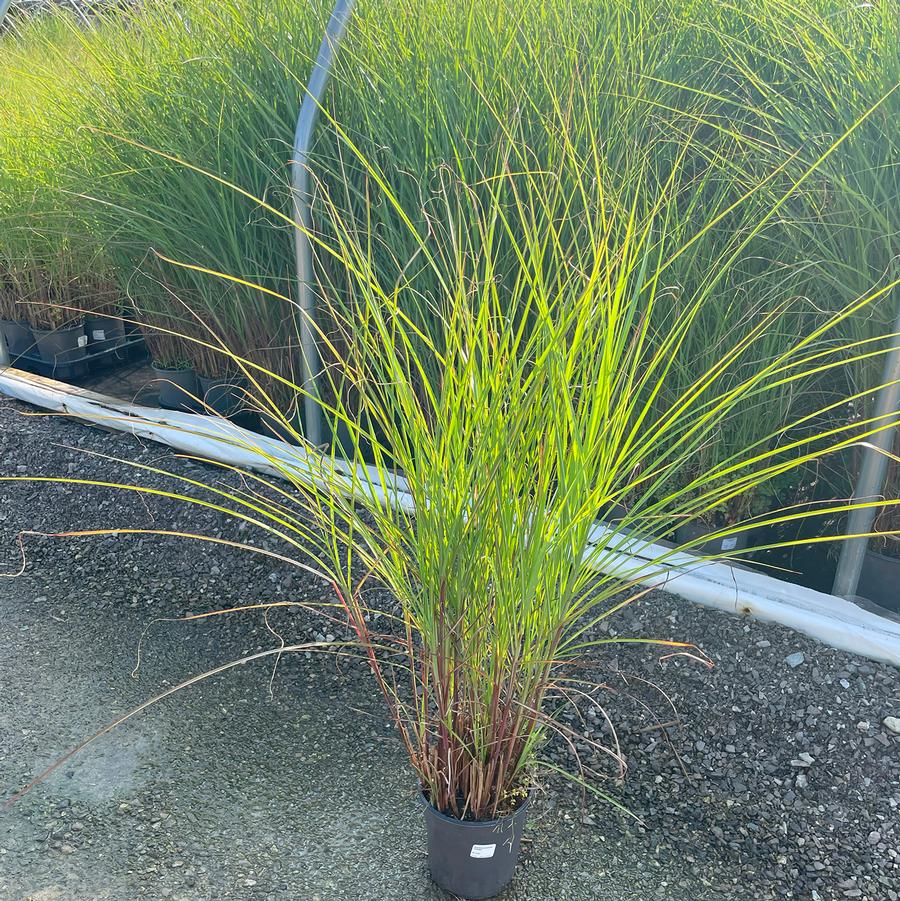 Miscanthus sinensis Graziella