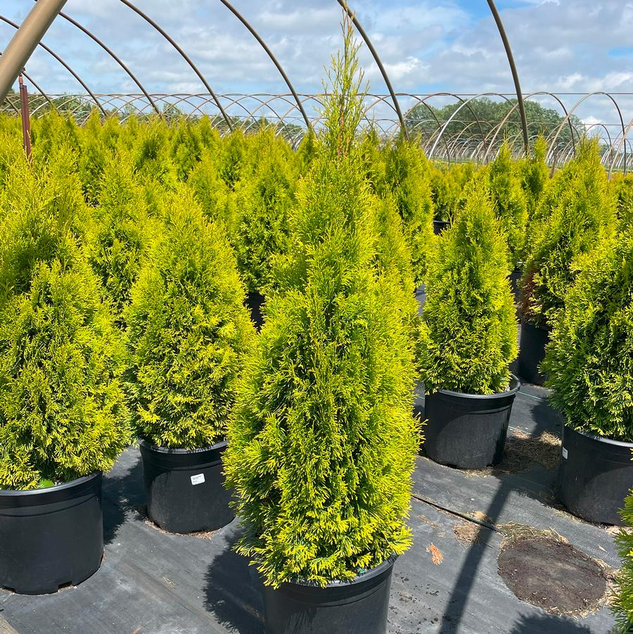 Thuja occidentalis Highlights™