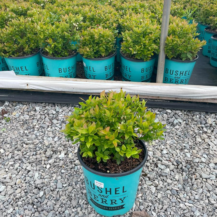 Vaccinium Bushel and Berry® Jelly Bean®