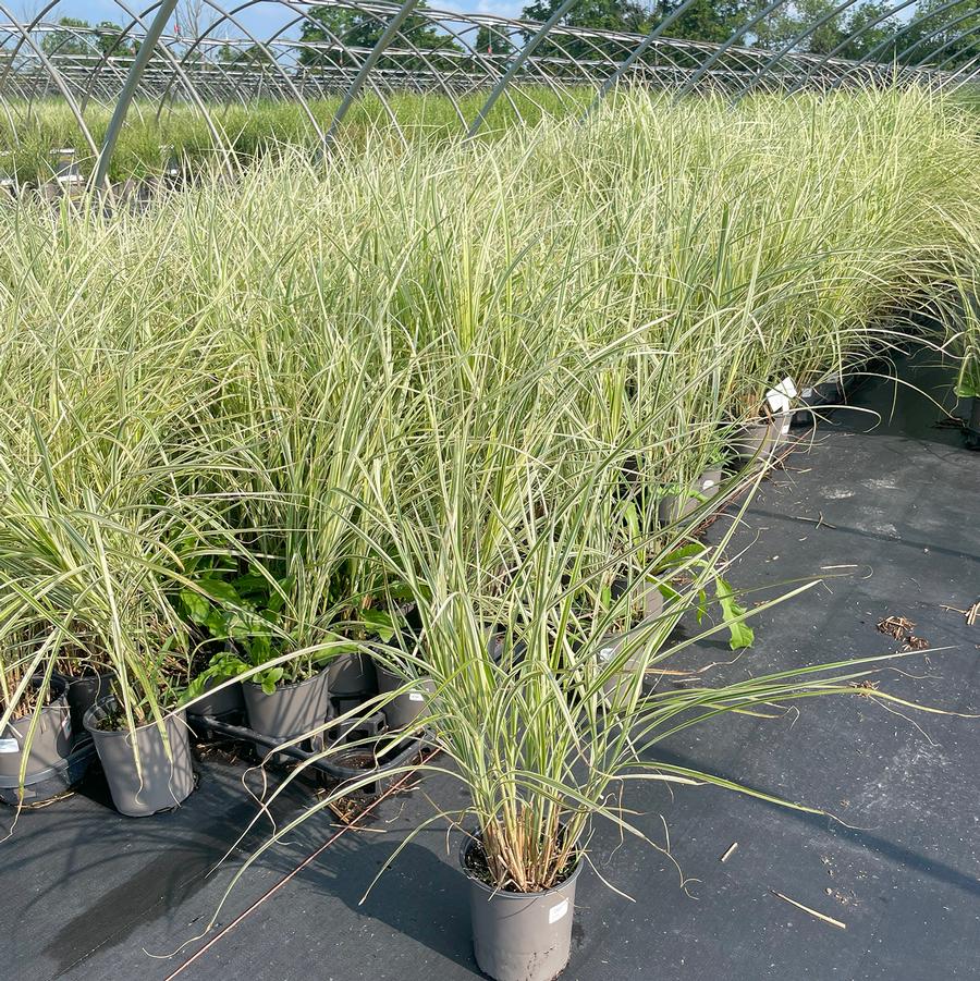Miscanthus sinensis Variegatus