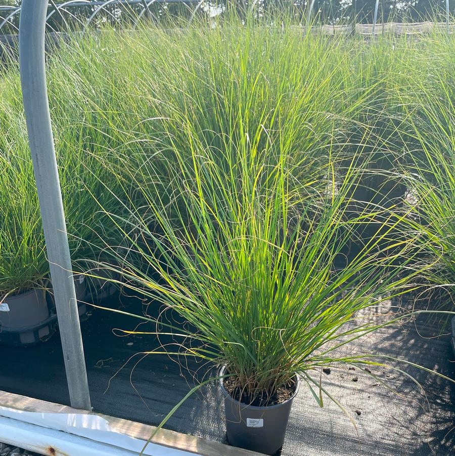 Pennisetum alopecuroides Hameln