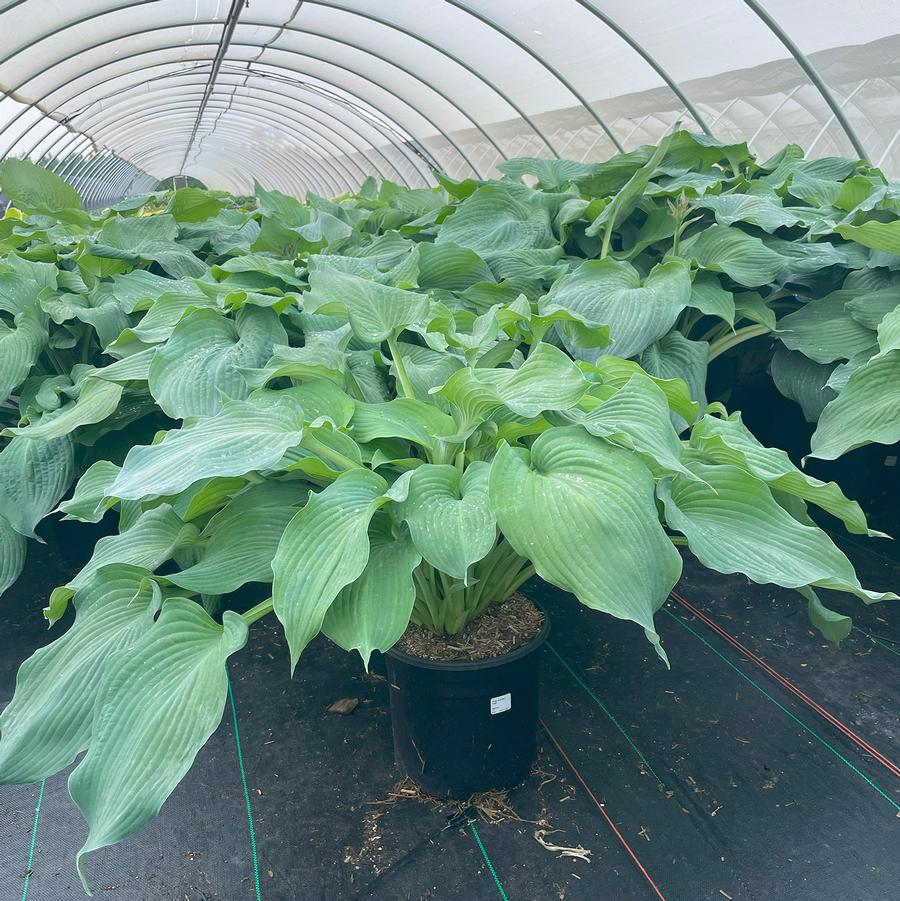 Hosta Guardian Angel