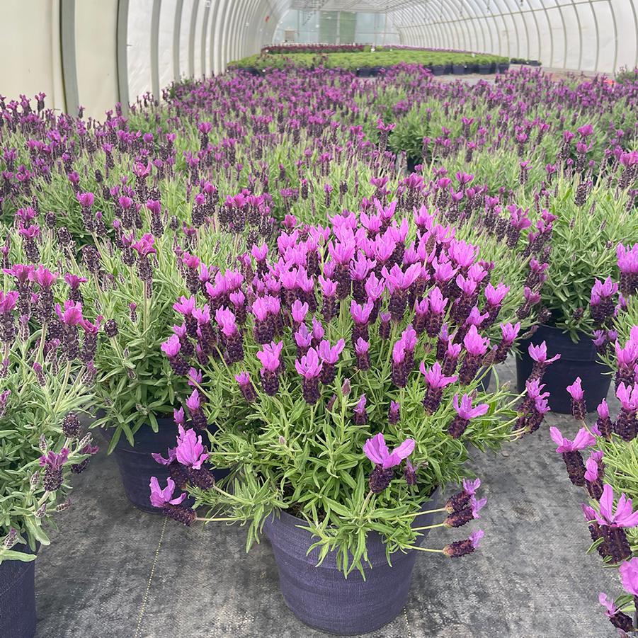 Lavandula stoechas Anouk Purple Medley